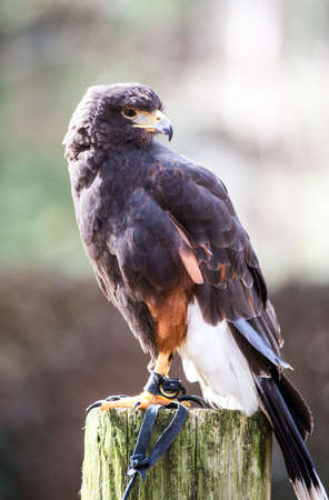 A Harris Hawk glares into the distance looking his next meal. Carolina Raptor Centerの写真素材
