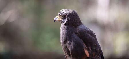 A Harris Hawk glares into the distance looking his next meal. Carolina Raptor Centerの写真素材