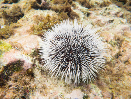 A sea Urchin underwater. Taken in the Caribbean sea off the coast of Curacao.の写真素材
