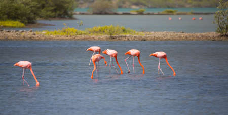 Pink Flamingos on the salt flats in Curacaoの写真素材