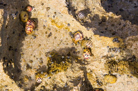 A group of snails cling to the rocks as the surf rises and falls. Bonaire.