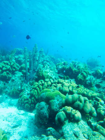 Underwater Landscape of life on a coral reef. Caribbean Sea.の写真素材