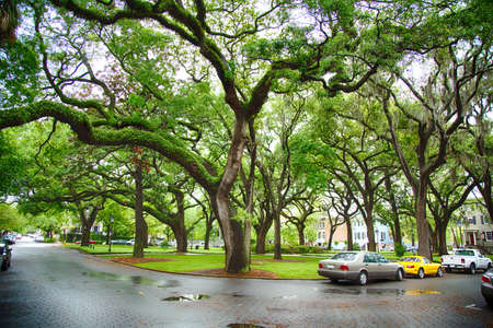 Huge trees in Savannah Park, Georgia