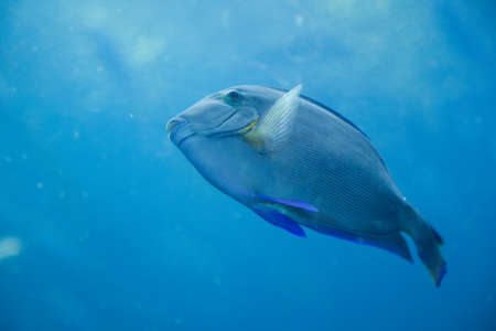 Tropical fish swim in the tanks of Atlanta's Aquarium.の写真素材