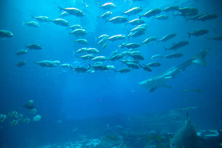 The main exhibit at Atlanta's Aquarium featuring numerous shark and fish of all kinds.の写真素材