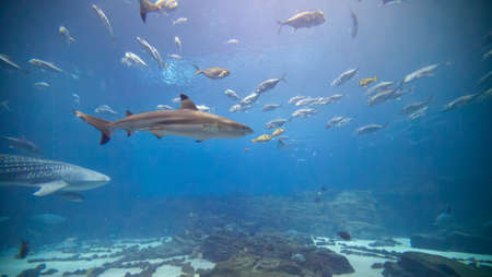 The main exhibit at Atlanta's Aquarium featuring numerous shark and fish of all kinds.の写真素材