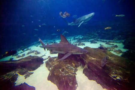 The main exhibit at Atlanta's Aquarium featuring numerous shark and fish of all kinds.の写真素材