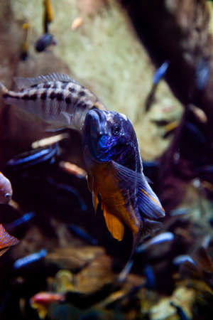 Brightly colored fish in the tropical exhibit at Atlanta's Aquarium.の写真素材