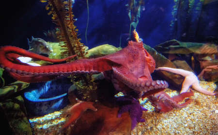 Detailed shot of a Common Octopus inthe Atlanta Aquarium.の写真素材