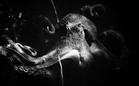 Detailed shot of a Common Octopus inthe Atlanta Aquarium.の写真素材