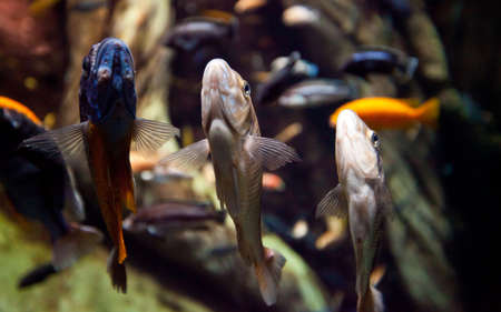 Brightly colored fish in the tropical exhibit at Atlanta's Aquarium.の写真素材