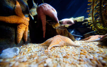 Starfish hang from the rocks in an aquarium in Atlanta.の写真素材