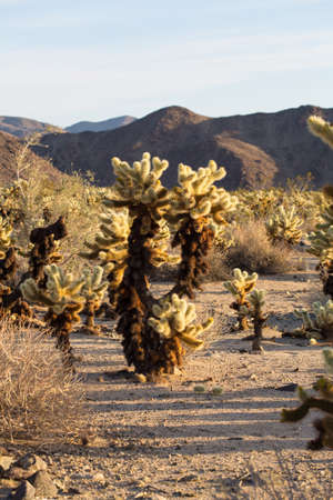Cholla Cactus Garden in the early morning light. Joshua Tree National Park, Californiaの写真素材