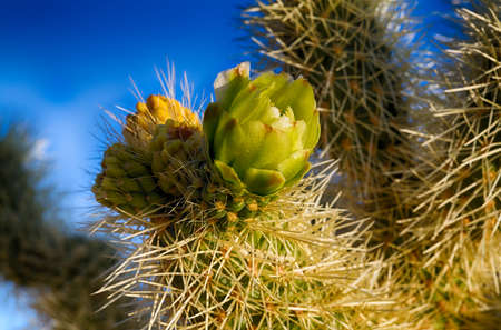 Cholla Cactus Garden in the early morning light. Joshua Tree National Park, Californiaの写真素材