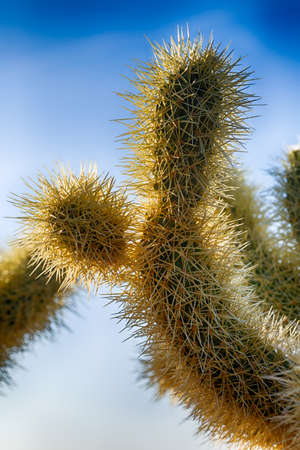 Cholla Cactus Garden in the early morning light. Joshua Tree National Park, California
