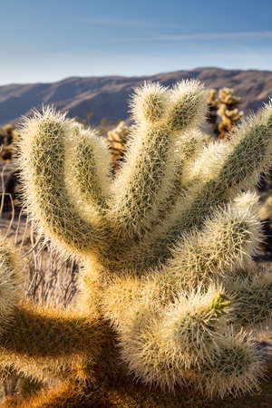 Cholla Cactus Garden in the early morning light. Joshua Tree National Park, Californiaの写真素材