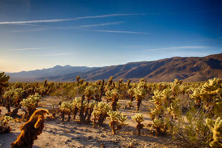 Cholla Cactus Garden in the early morning light. Joshua Tree National Park, Californiaの写真素材