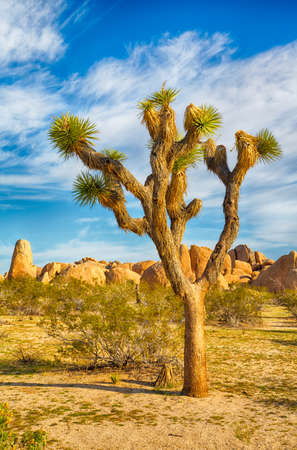 Boulders and Joshua Trees in Joshua Tree National Park, California.の写真素材