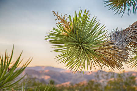 Landscape of boulders and yucca plants in Joshua Tree National Park, Californiaの写真素材