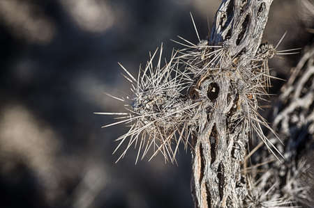 Detail of a dead yucca. Joshua Tree National Park, Californiaの写真素材