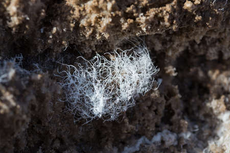 Salt Crystal formations on the floor of Death Valley National Park, California.の写真素材