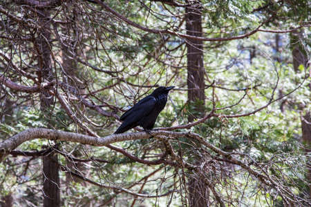 A Raven perked in a pine tree in Yosemite National Park, California.の写真素材