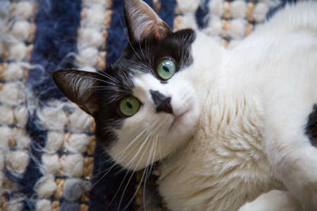 Portraits of a Black and White Cat.