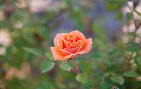 A macro shot of a fresh rose blossom with early morning dew on the petals.