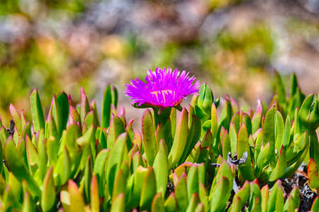 Detail of coastal wildflowers in point Reyes national Seashore. California.の写真素材