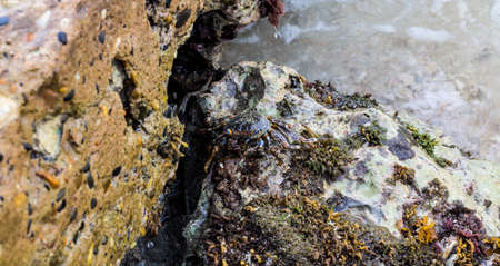 A crab clings to the rocks and pilings as the waves wash over it.