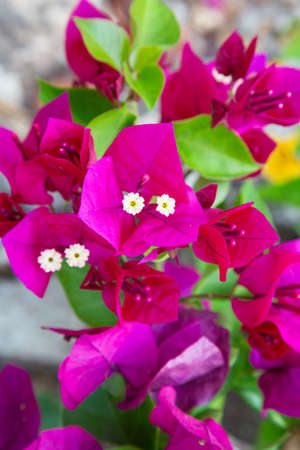 Purple blooms on a Bougainvillea plant.の写真素材