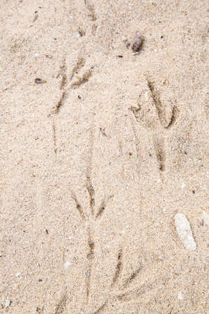 The footprints of a bird in the sand of a Caribbean beach.の写真素材