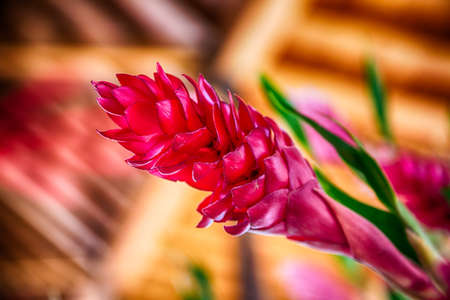 A macro shot of a Pink Ginger bloom in a flower arrangement.の写真素材