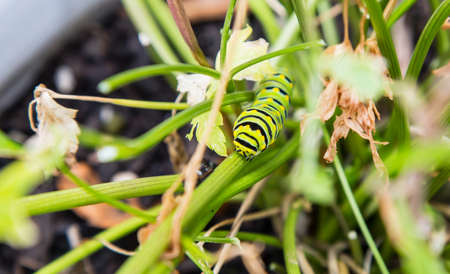 Eastern Swallow tail caterpillar eats a parsley plant.の写真素材