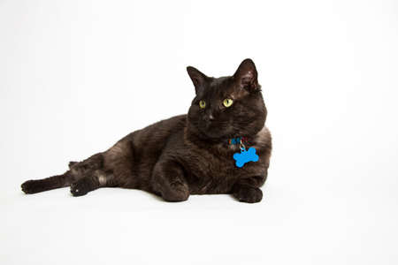 A black cat on a white backgroundの写真素材