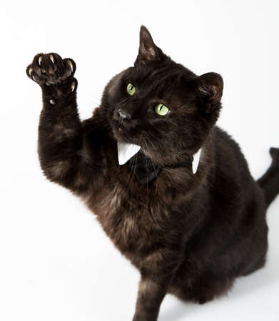 A black cat in a tuxedo collar on a white bachground.の写真素材