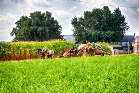 Lancaster, Pennsylvania - September 10, 2016 - Amish men harvest corn the traditional way with horse and cart.のeditorial素材