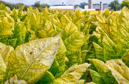 Tobacco fields in Lancaster County, Pennsylvania on Amish farms.の写真素材