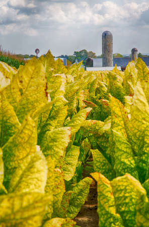 Tobacco fields in Lancaster County, Pennsylvania on Amish farms.の写真素材