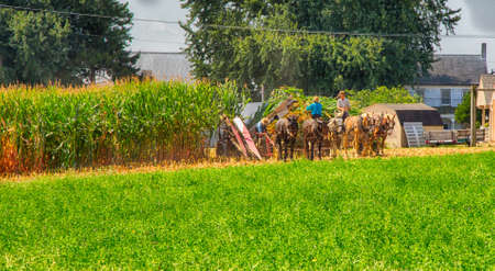 Lancaster, Pennsylvania - September 10, 2016 - Amish men harvest corn the traditional way with horse and cart.のeditorial素材