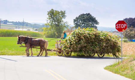 Lancaster, Pennsylvania - September 10, 2016 - Amish men harvest corn the traditional way with horse and cart.のeditorial素材