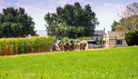 Lancaster, Pennsylvania - September 10, 2016 - Amish men harvest corn the traditional way with horse and cart.のeditorial素材
