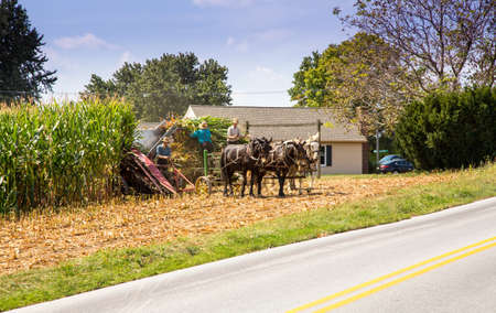Lancaster, Pennsylvania - September 10, 2016 - Amish men harvest corn the traditional way with horse and cart.のeditorial素材