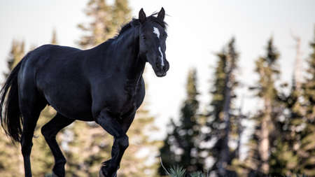 Wild horses range the Pryor Mountains outside Lovell, Wyoming.の写真素材