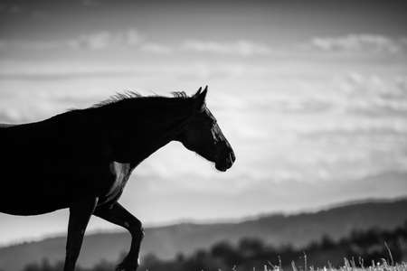 Wild horses range the Pryor Mountains outside Lovell, Wyoming.の写真素材