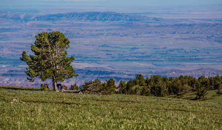 Wild horses range the Pryor Mountains outside Lovell, Wyoming.の写真素材