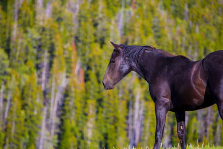 Wild horses range the Pryor Mountains outside Lovell, Wyoming.の写真素材