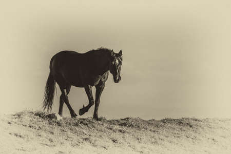 Wild horses range the Pryor Mountains outside Lovell, Wyoming.の写真素材