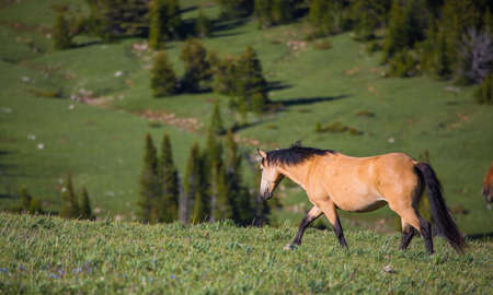 Wild horses range the Pryor Mountains outside Lovell, Wyoming.