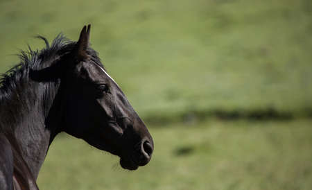 Wild horses range the Pryor Mountains outside Lovell, Wyoming.の写真素材